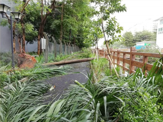 被從根拔起的大樹(shù)