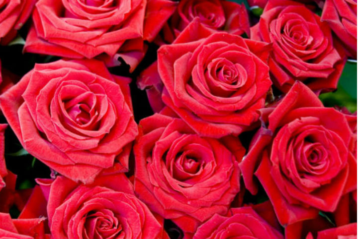 七夕告白信，請(qǐng)簽收