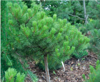 雪松木價(jià)格：三大松木的常識(shí)你了解多少？