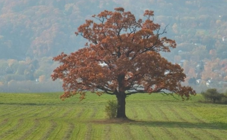 純橡木家具品牌：紅橡木與白橡木，不只是顏色的區(qū)別