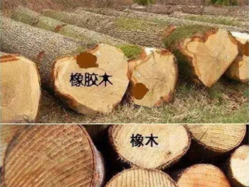 橡膠木和橡木的區(qū)別：橡木和橡膠木是一樣的嗎？如何鑒別它們呢？