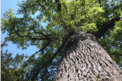 環(huán)保油漆涂料：你認識什么是橡木和櫸木嗎？