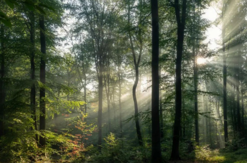 紅杉木家具;香杉木做衣柜好不好？香杉木板材有什么優(yōu)勢？