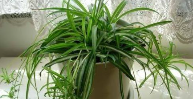 室內(nèi)裝修后除甲醛：如何清除甲醛？甲醛治理有用嗎？